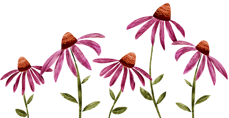echinacea bloemen
