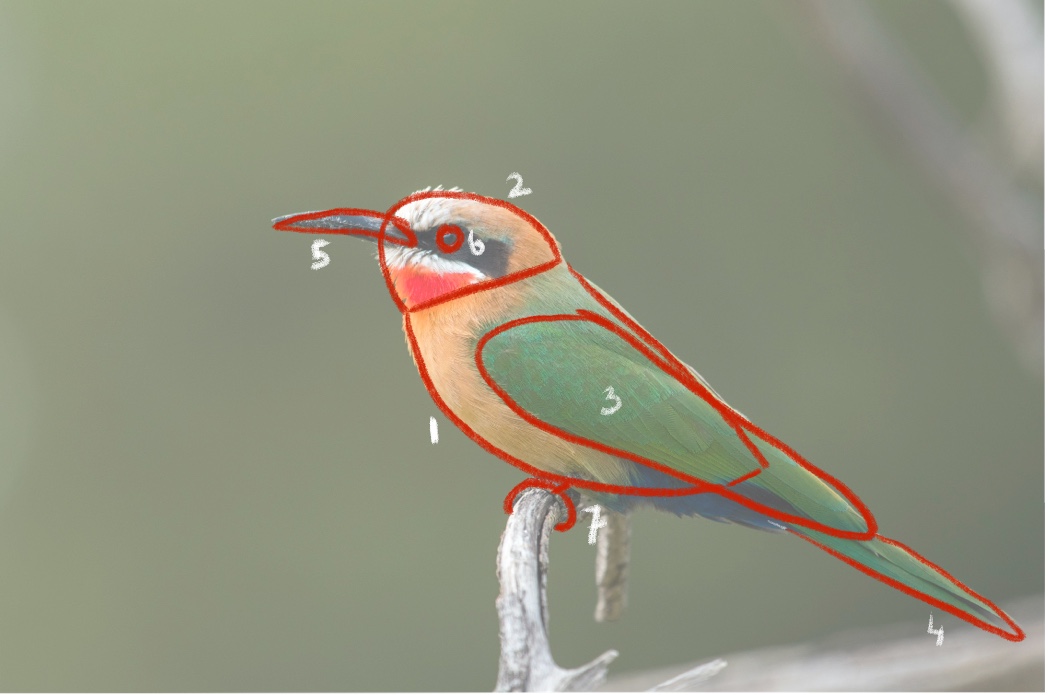 vogel met getekende vormen erover heen